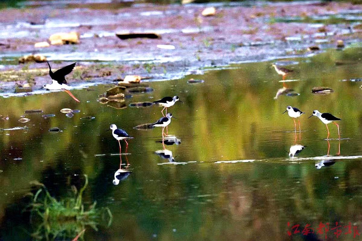 鳥界“名?！薄八掀鹞琛?>
<h3>鳥界“名模”“水上起舞”</h3>
</a>
</li>
<li>
<a href=